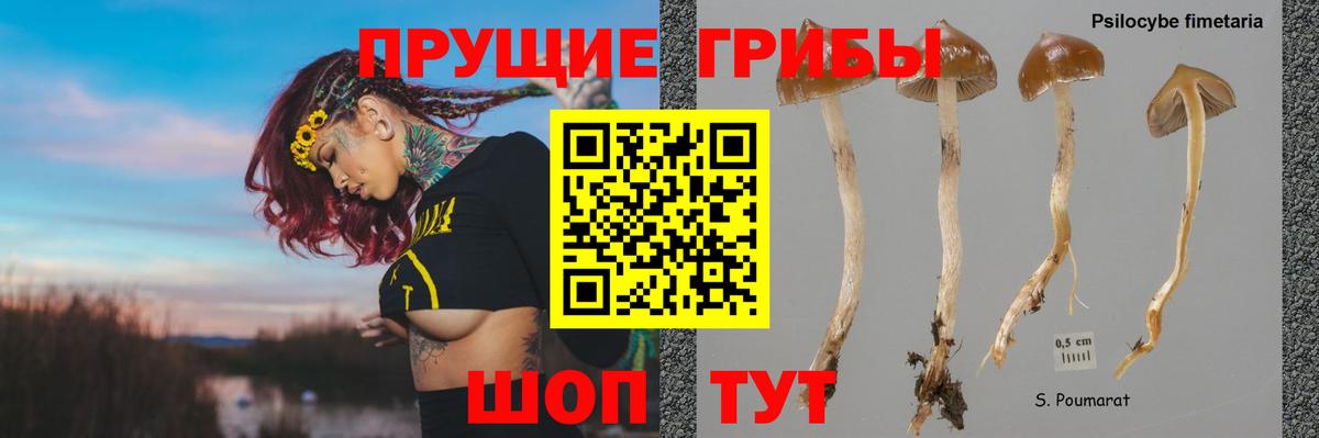 Псилоцибиновые грибы GOLDEN TEACHER Зеленогорск
